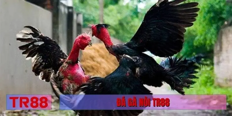 đá gà nòi TR88